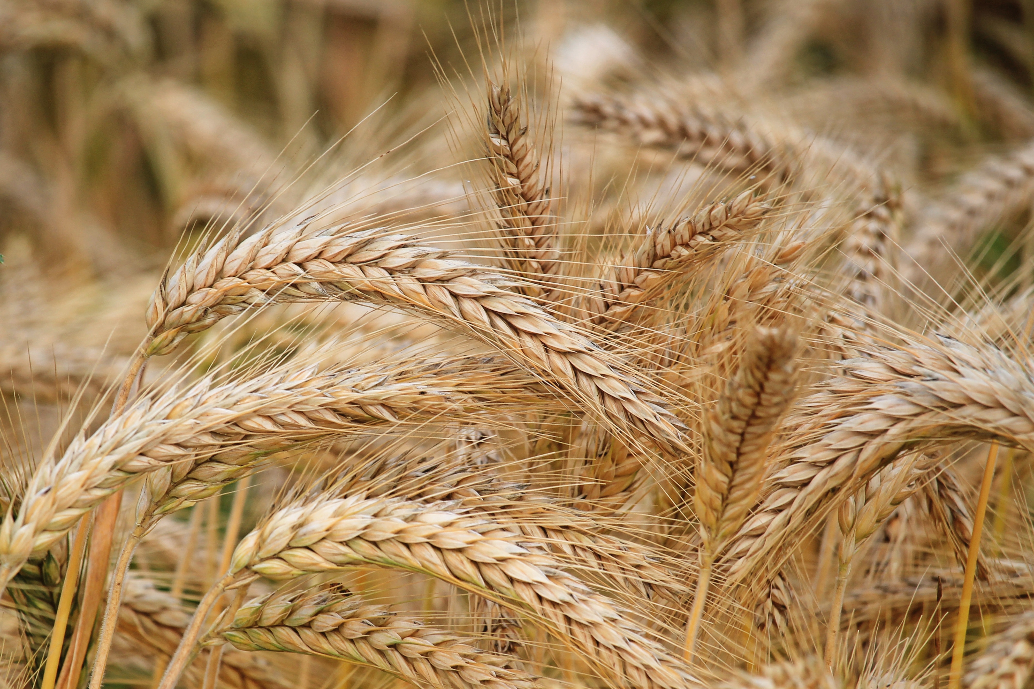 agriculture-barley-cereal-326082